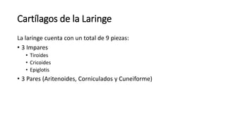 Cartílagos de la Laringe
La laringe cuenta con un total de 9 piezas:
• 3 Impares
• Tiroides
• Cricoides
• Epiglotis
• 3 Pares (Aritenoides, Corniculados y Cuneiforme)
 
