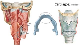 Cartílagos: Tiroideo
 