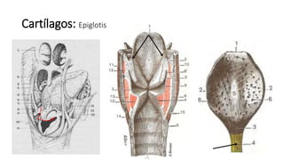 Cartílagos: Epiglotis
 