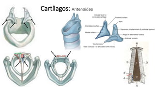Cartílagos: Aritenoideo
 