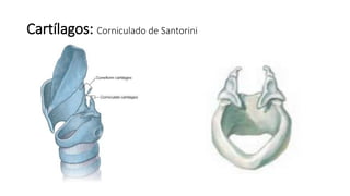 Cartílagos: Corniculado de Santorini
 