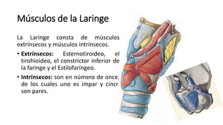 Músculos de la Laringe
La Laringe consta de músculos
extrínsecos y músculos intrínsecos.
• Extrínsecos: Esternotiroideo, el
tirohioideo, el constrictor inferior de
la faringe y el Estilofaríngeo.
• Intrínsecos: son en número de once,
de los cuales uno es impar y cinco
son pares.
 