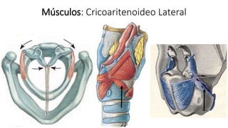 Músculos: Cricoaritenoideo Lateral
 