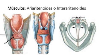 Músculos: Ariaritenoides o Interaritenoides
 