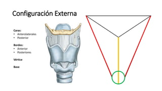 Configuración Externa
Caras:
• Anterolaterales
• Posterior
Bordes:
• Anterior
• Posteriores
Vértice
Base
 