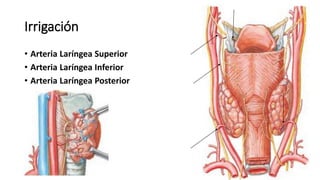 Irrigación
• Arteria Laríngea Superior
• Arteria Laríngea Inferior
• Arteria Laríngea Posterior
 