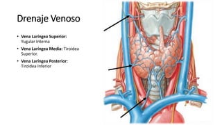 Drenaje Venoso
• Vena Laríngea Superior:
Yugular Interna
• Vena Laríngea Media: Tiroidea
Superior.
• Vena Laríngea Posterior:
Tiroidea Inferior
 