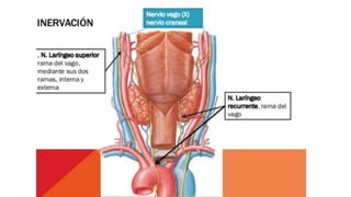 Anatomía de la Laringe