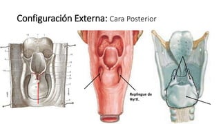 Configuración Externa: Cara Posterior
Repliegue de
Hyrtl.
 