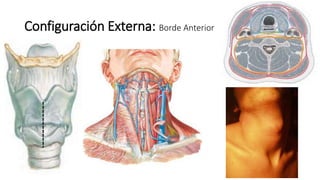 Configuración Externa: Borde Anterior
 