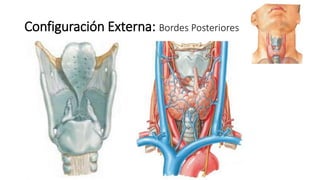 Configuración Externa: Bordes Posteriores
 