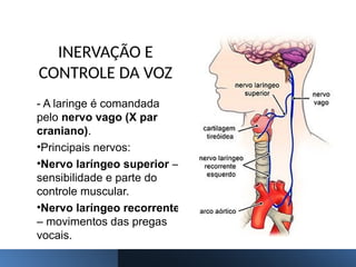 os Aspectos Funcionais da Laringe Humana | PPTX