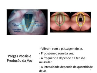 os Aspectos Funcionais da Laringe Humana | PPTX