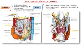 VAZCULARIZACIÓN DE LA LARINGE
ARTERIAS
• ARTERIA LARINGEA SUP
• ARTERIA LARINGEA EXT (RAMA
CRICOTIROIDEA)
• ARTERIA LARINGEA INF (POSTERIOR)
VENAS
• CORRIENTE VENOSA SUP: v. laríngea sup → v. yugular int
• CORRIENTE VENOSA INF: v. laríngea inf → v. tiroidea inf →
v. braquiocefálica
 