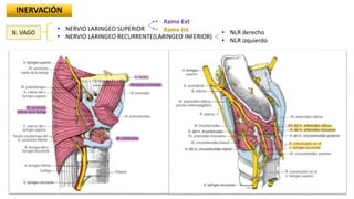 INERVACIÓN
N. VAGO
• NERVIO LARINGEO SUPERIOR
• NERVIO LARINGEO RECURRENTE(LARINGEO INFERIOR)
• NLR derecho
• NLR izquierdo
• Ramo Ext
• Ramo Int
 