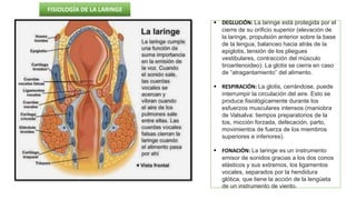 FISIOLOGÍA DE LA LARINGE
 DEGLUCIÓN: La laringe está protegida por el
cierre de su orificio superior (elevación de
la laringe, propulsión anterior sobre la base
de la lengua, balanceo hacia atrás de la
epiglotis, tensión de los pliegues
vestibulares, contracción del músculo
tiroaritenoideo). La glotis se cierra en caso
de “atragantamiento” del alimento.
 RESPIRACIÓN: La glotis, cerrándose, puede
interrumpir la circulación del aire. Esto se
produce fisiológicamente durante los
esfuerzos musculares intensos (maniobra
de Valsalva: tiempos preparatorios de la
tos, micción forzada, defecación, parto,
movimientos de fuerza de los miembros
superiores e inferiores).
 FONACIÓN: La laringe es un instrumento
emisor de sonidos gracias a los dos conos
elásticos y sus extremos, los ligamentos
vocales, separados por la hendidura
glótica, que tiene la acción de la lengüeta
de un instrumento de viento.
 