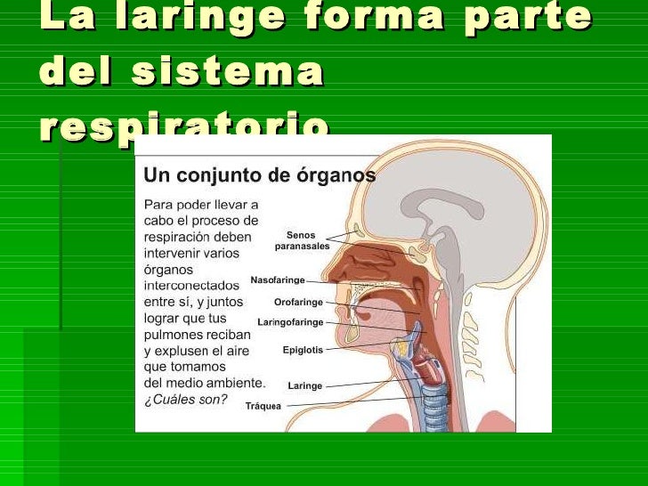 Porque A Laringe é Chamada Caixa De Voz