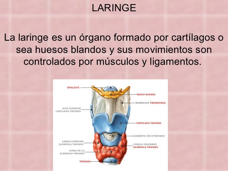 Laringe y Cuerdas Vocales