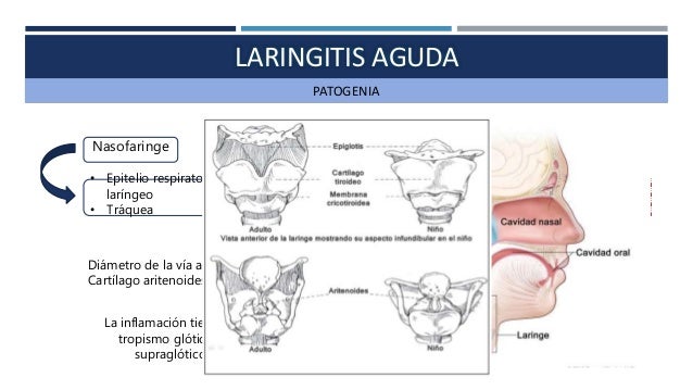 Para que sirve el cartilago de tiburon