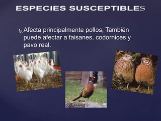  Afecta principalmente pollos, También 
puede afectar a faisanes, codornices y 
pavo real. 
 