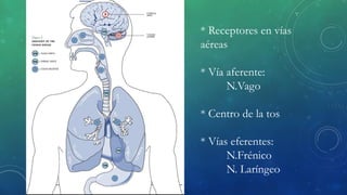 * Receptores en vías
aéreas
* Vía aferente:
N.Vago
* Centro de la tos
* Vías eferentes:
N.Frénico
N. Laríngeo
 