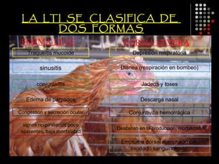 LA LTI SE CLASIFICA DE
      DOS FORMAS
 FORMA LEVE                        FORMA SEVERA
    Traqueítis mucoide                 Depresión respiratoria

         sinusitis               Disnea (respiración en bombeo)


        conjuntivitis                     Jadeos y toses

   Edema de parpados                      Descarga nasal

Congestión y secreción ocular        Conjuntivitis hemorrágica

  signos respiratorios poco
                                Descenso en la producción, mortalidad.
 aparentes, baja mortalidad
                                 Emplume dorsal manchado con
                                   exudado sanguinolento.
 