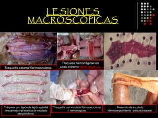 LESIONES
                    MACROSCOPICAS




                                               Tráqueas hemorrágicas en
Traqueítis catarral fibrinopurulenta.         caso extremo tapón gaseoso.




Tráqueas con tapón de tejido epitelial   Traqueítis con exudado fibrinonecroticos            Presencia de exudado
descamado y presencia de exudado                     o hemorrágicos.                fibrinosanguinolento –pseudotraqueal.
          sanguinolento.
 