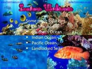 www.freeimages.co.uk/                          www.freeimages.co.uk/




                         Some more locations
                         of the Marine are
                          Southern Ocean
                          Indian Ocean
                          Pacific Ocean
                          Landlocked Seas



www.freedigitalphotos.net/                     www.freeimages.co.uk/
 