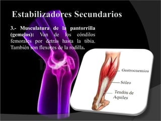 3.- Musculatura de la pantorrilla
(gemelos): Van de los cóndilos
femorales por detrás hasta la tibia.
También son flexores de la rodilla.
 