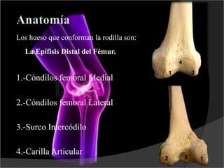 Los hueso que conforman la rodilla son:
La Epífisis Distal del Fémur.
1.-Cóndilos femoral Medial
1
2.-Cóndilos femoral Lateral
3.-Surco Intercódilo
4.-Carilla Articular
1
2
2 3
4
 