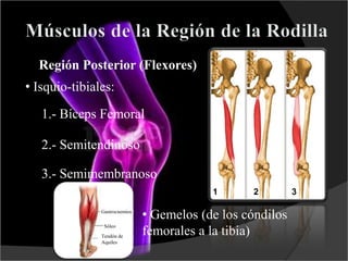 Región Posterior (Flexores)
• Isquio-tibiales:
1.- Bíceps Femoral
2.- Semitendinoso
3.- Semimembranoso
• Gemelos (de los cóndilos
femorales a la tibia)
1 2 3
Gastrocnemios
Sóleo
Tendón de
Aquiles
 