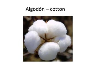 Algodón – cotton
 