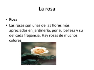 La rosa Rosa Las rosas son unas de las flores más apreciadas en jardinería, por su belleza y su delicada fragancia. Hay rosas de muchos colores. 