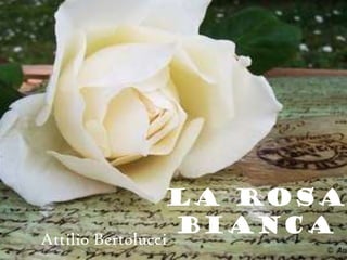 La rosa
Attilio Bertolucci
                   bianca
 