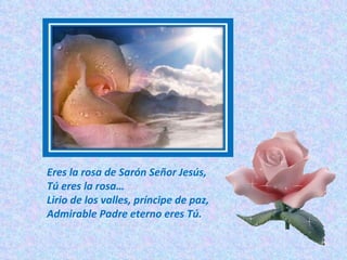 Eres la rosa de Sarón Señor Jesús, Tú eres la rosa… Lirio de los valles, príncipe de paz, Admirable Padre eterno eres Tú. 