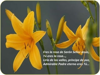 Eres la rosa de Sarón Señor Jesús, Tú eres la rosa…, Lirio de los valles, príncipe de paz, Admirable Padre eterno eres Tú… 