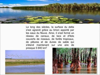 Le long des siècles, la surface du delta
s'est agrandi grâce au limon apporté par
les eaux du fleuve. Ainsi, il s'est formé un
réseau de canaux, de lacs et d'îlots
couverts de roseaux, de forêts tropicaux,
de pâtures et de dunes de sable qui
s'étend maintenant sur une aire de
presque 5 640 km2
 