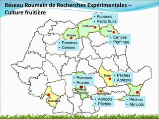 Réseau Roumain de Recherches Expérimentales –
Culture fruitière
• Abricots
• Pêches
• Pommes
• Cerises
• Pêches
• Abricots
• Pêches
• Abricots
• Pommes
• Petits fruits
• Cerises
• Pommes
• Pommes
• Prunes
 