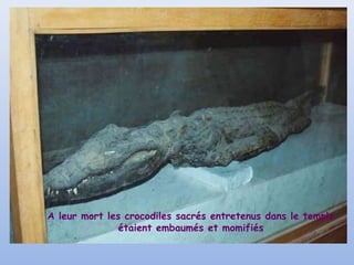 A leur mort les crocodiles sacrés entretenus dans le temple
étaient embaumés et momifiés

 
