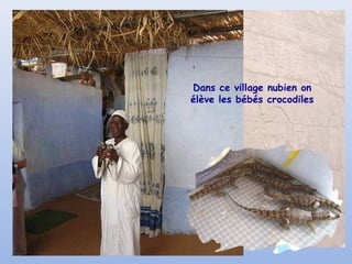 Dans ce village nubien on
élève les bébés crocodiles

 