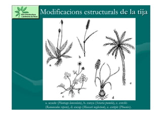 Modificacions estructurals de la tija




 a. acaule (Plantago lanceolata), b. canya (Setaria pumila), c. estoló
 (Ranunculus repens), d. escap (Muscari neglectum), e. estípit (Phoenix).
 