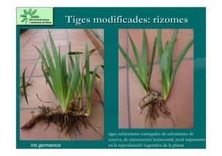 Tiges modificades: rizomes




                          tiges subterrànies carregades de substàncies de
                          reserva, de creixemennt horitzontal, molt importants
Iris germanica            en la reproduccció vegetativa de la planta
 