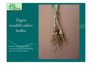 Tiges
modificades:
  bulbs


gemmes subterrànies amb
diverses fulles que l´embolcallen,
típics de la familia liliàcies
 