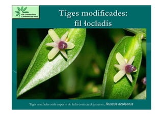 Tiges modificades:
                        fil·locladis




Tiges aixafades amb aspecte de fulla com en el galzeran, Ruscus aculeatus
 