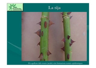 La tija




Els agullons dels rosers (aculis) són formacions només epidèrmiques
 