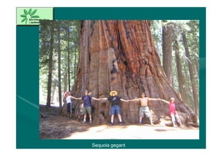 Sequoia gegant
 