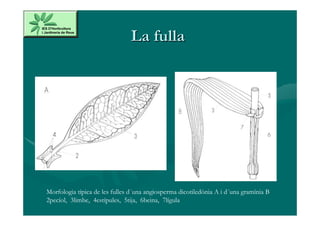 La fulla




Morfologia típica de les fulles d´una angiosperma dicotiledònia A i d´una gramínia B
2pecíol, 3limbe, 4estípules, 5tija, 6beina, 7lígula
 