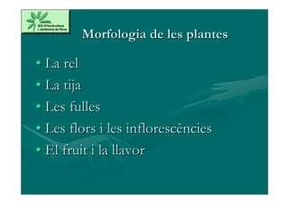 Morfologia de les plantes

• La rel
• La tija
• Les fulles
• Les flors i les inflorescències
• El fruit i la llavor
 