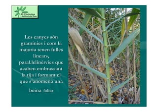 Les canyes són
 gramínies i com la
majoria tenen fulles
        linears,
paral.lelinèrvies que
acaben embrassant
 la tija i formant el
que s’anomena una
    beina foliar
 