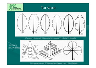 La vora




            17.entera 18.dentada 19.serrada 20.crenada 21.ciliada 22.sinuada.


 FULLES
COMPOSTES




                  26.imparapinnada 27.bipinnada o bicomposta i 28.trifoliada.
 
